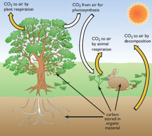 Why Does Decomposition Use Solar Energy – Machinery Guides